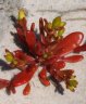 Gunniopsis intermedia-8.jpg